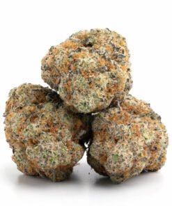 ACDC Gras